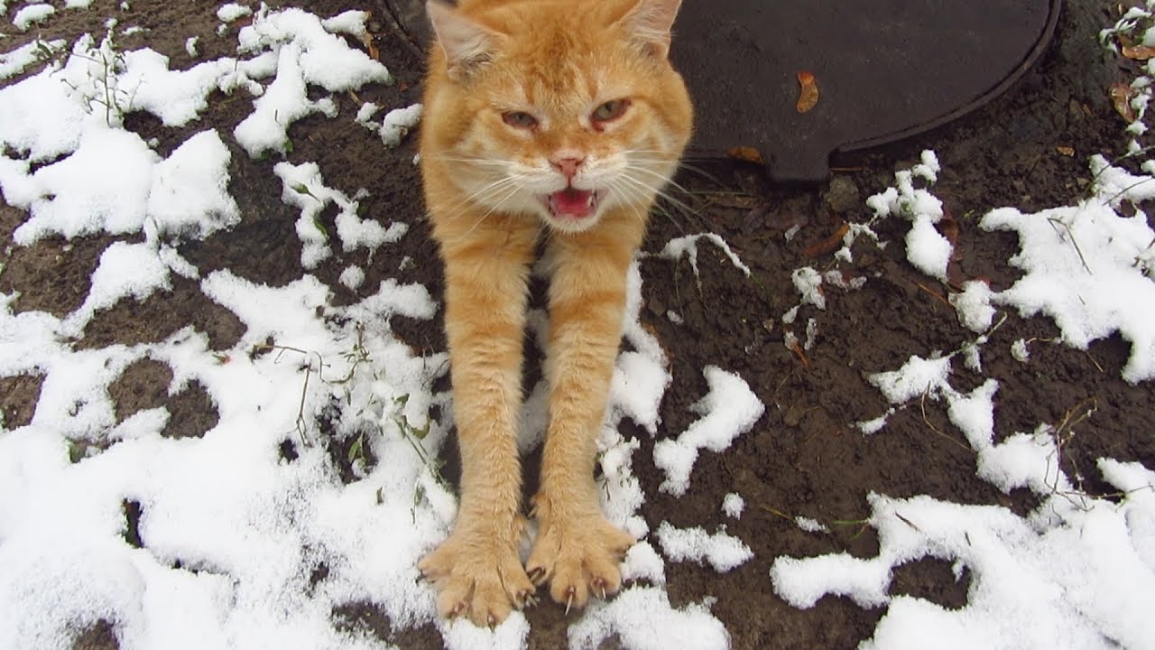 Two cats waiting for food and meow on the snow