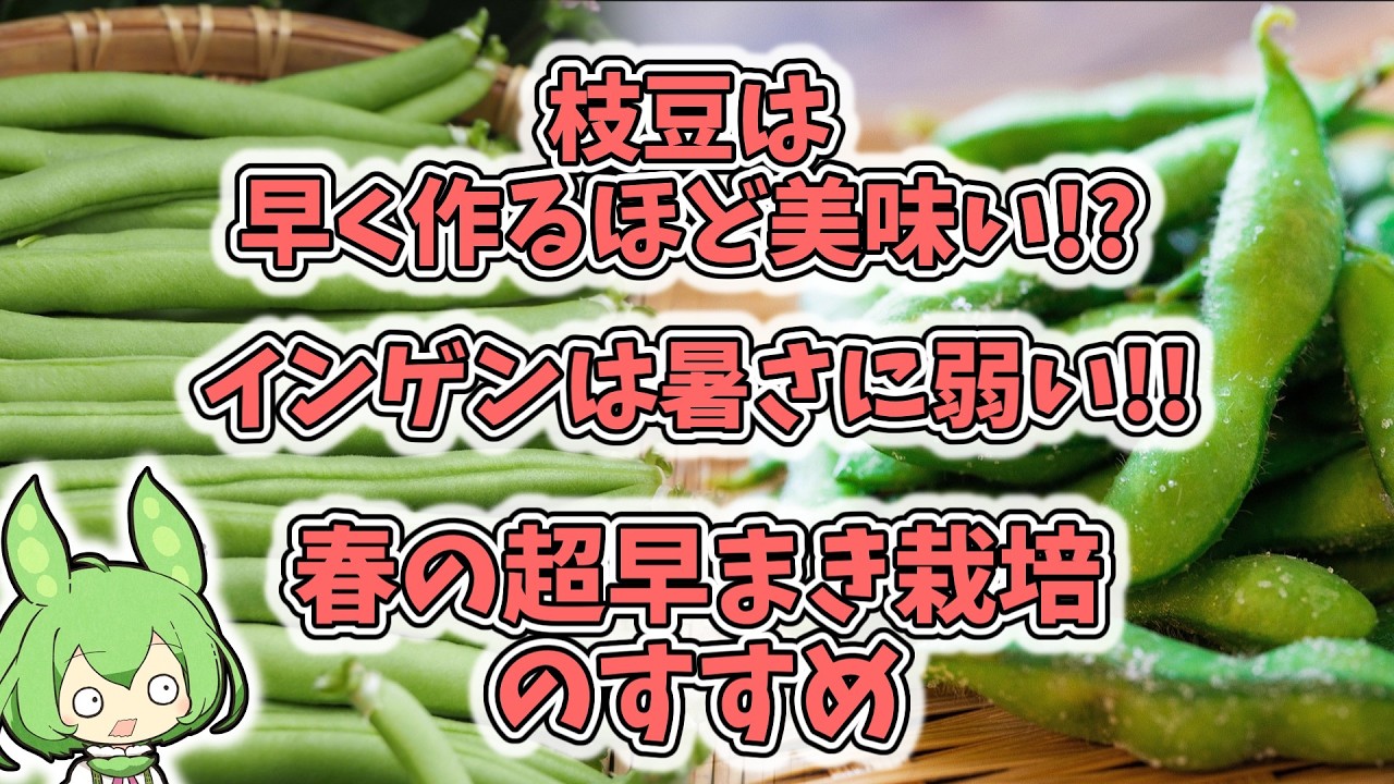 枝豆は早く作るほど美味い!? インゲンも今まき！春の超早まき栽培【虫も減る・味も良い】