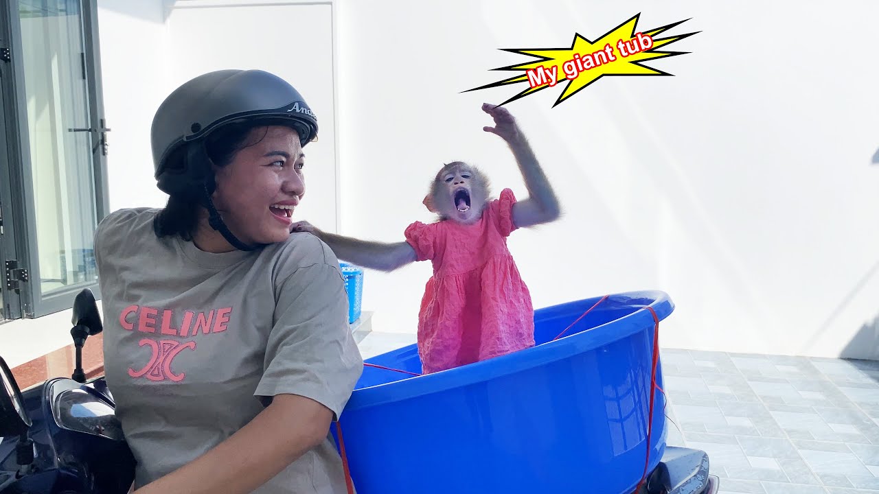 Monkey Lyly was excited because her mother unexpectedly gave her a super big bathtub.