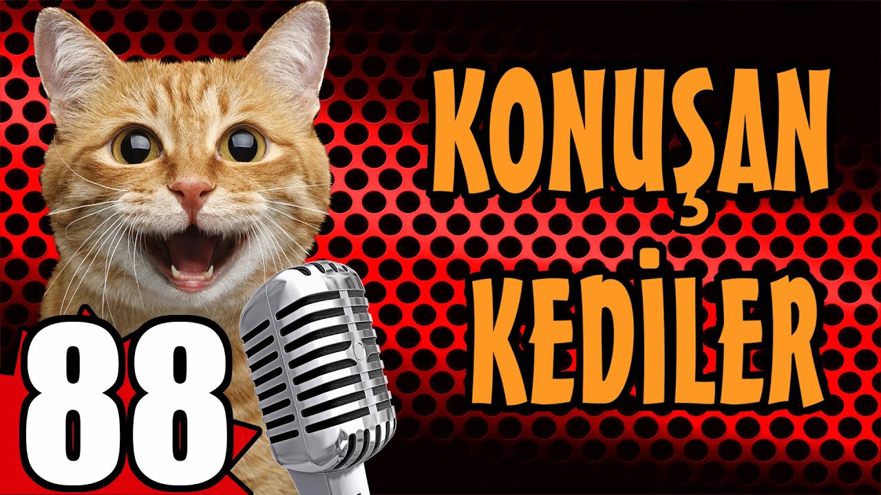 Konuşan Kediler 88 - En Komik Kedi Videoları - PATİ TV