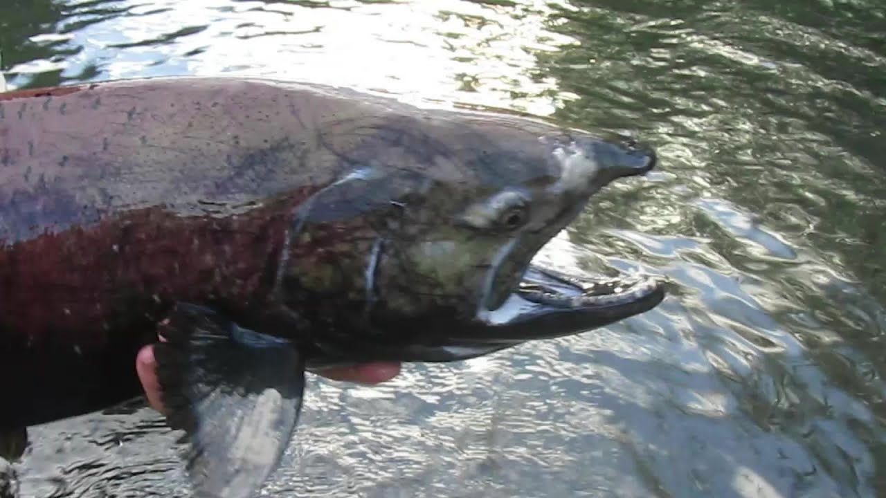 6 día y ultimo pescando Salmones  en Canada, 💪💪💪 3 de 3, fin del Viaje