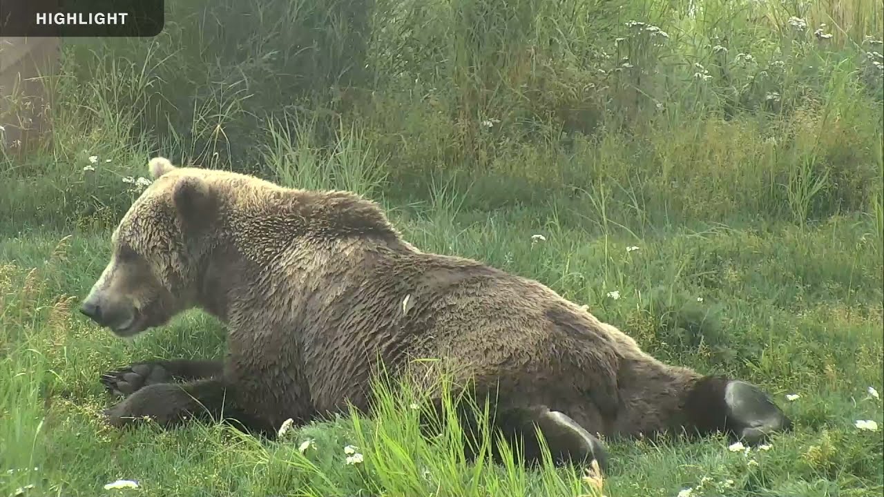 Lower River - Katmai National Park, Alaska 2021 Highlights
