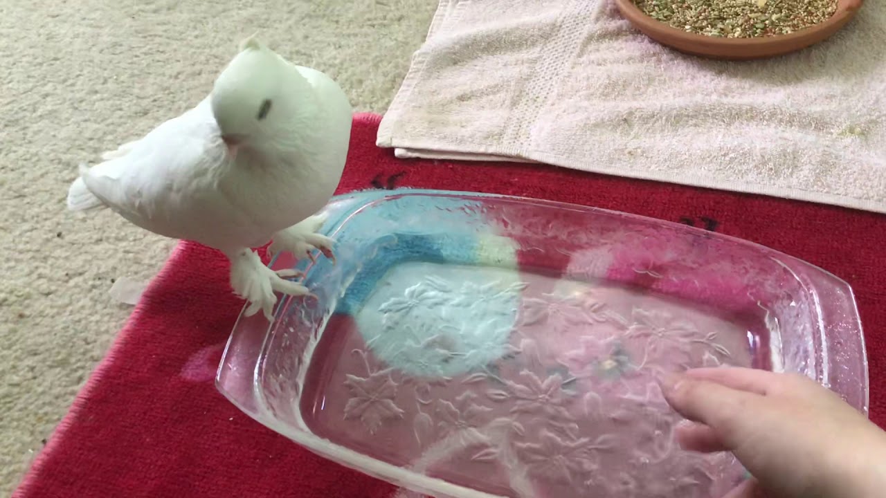 Pet pigeon gets soaked