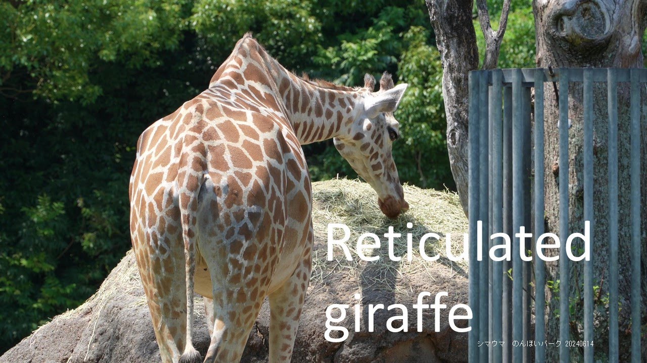 Reticulated giraffe 20240614_2／Toyohashi Zoo & Botanical Park（non_hoi_park）／4K