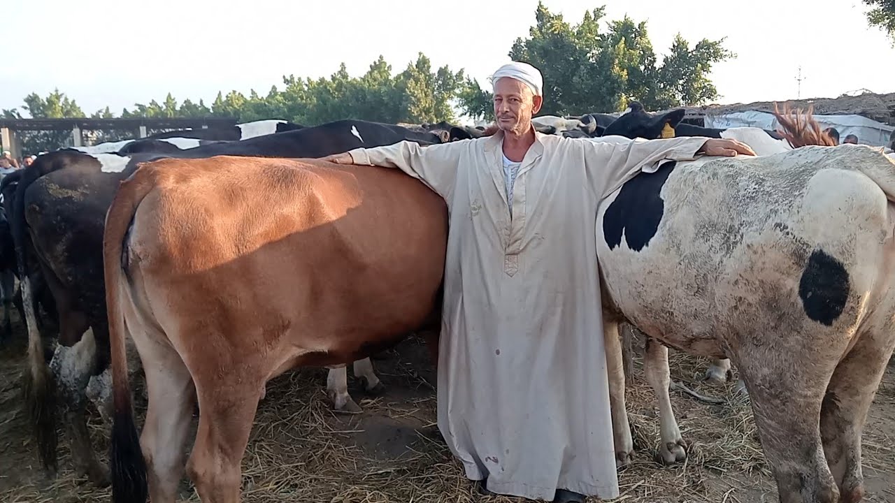 اسعار البقر اللحم في سوق المنيا الصعيد تبع المحموديه بحيره