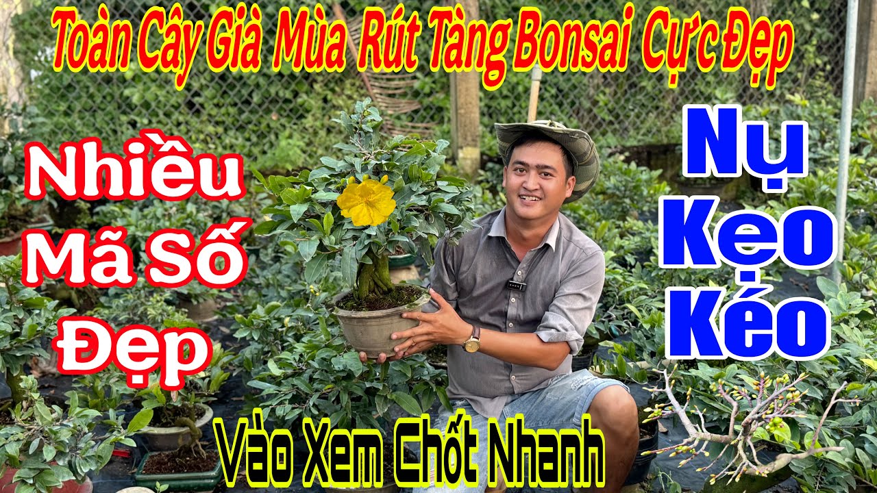 22/12 Vườn xả hàng mai chơi Tết giá rẻ💥🌲Bình lợi,thọ hương,hoàng kim,như ý,🌲🌲🌲☎️0339769731