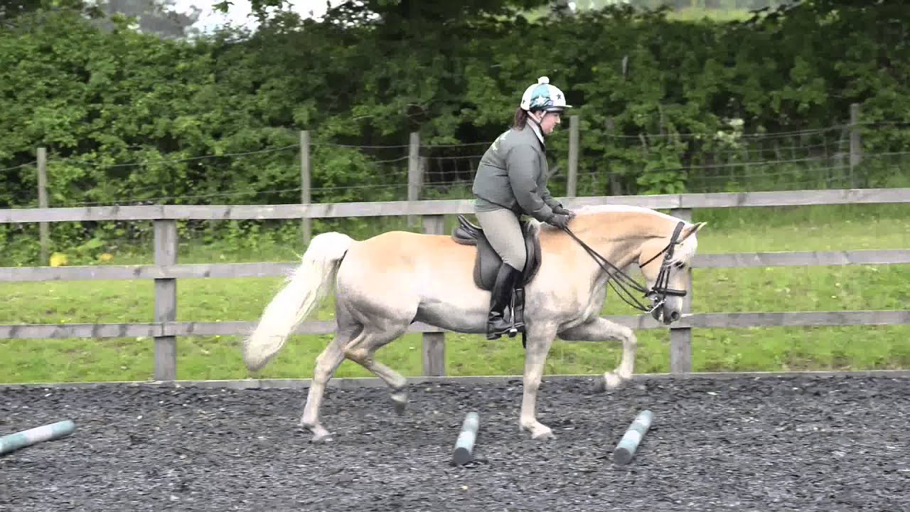 Discover the versatility of the Haflinger | HorseandRider
