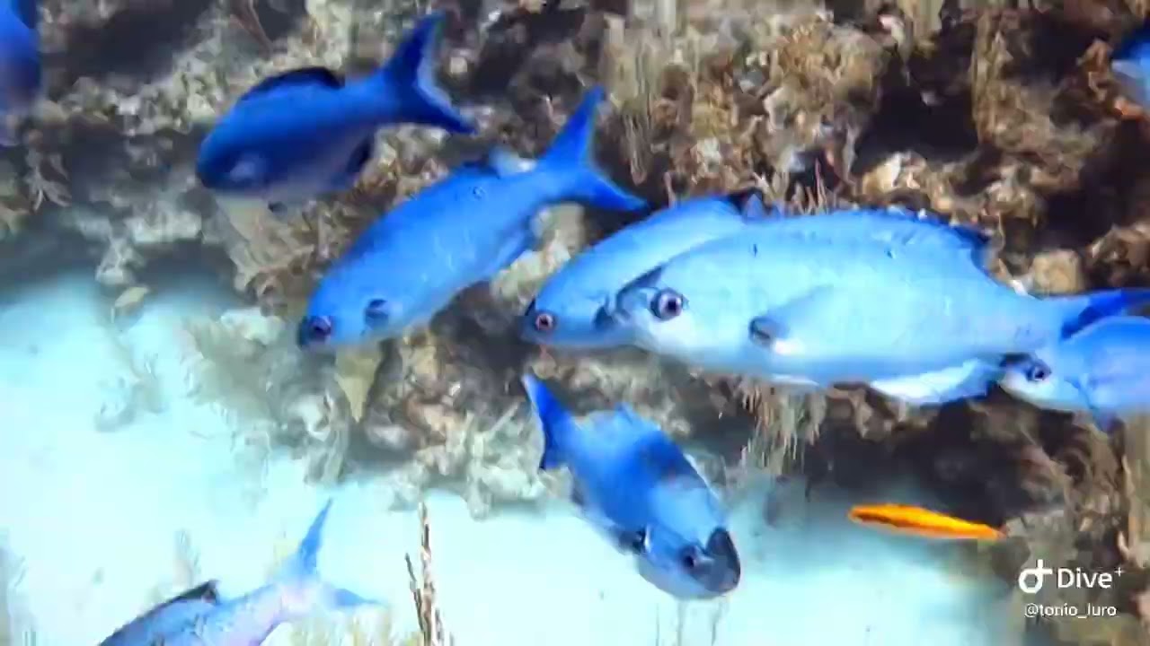 BELIZE - CAYE CAULKER - Local Reef Dive