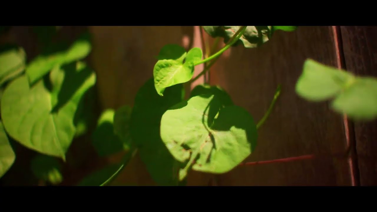 leaves + vines EOS M