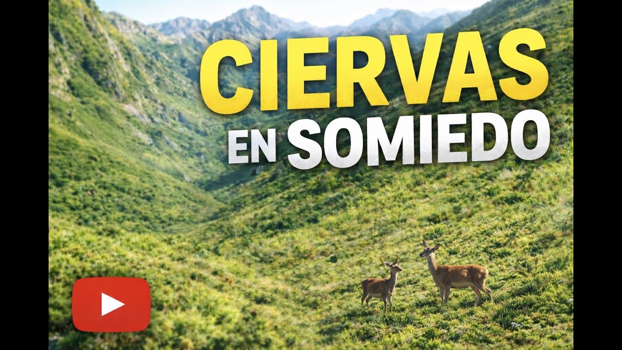 CIERVAS buscan REFUGIO en Somiedo