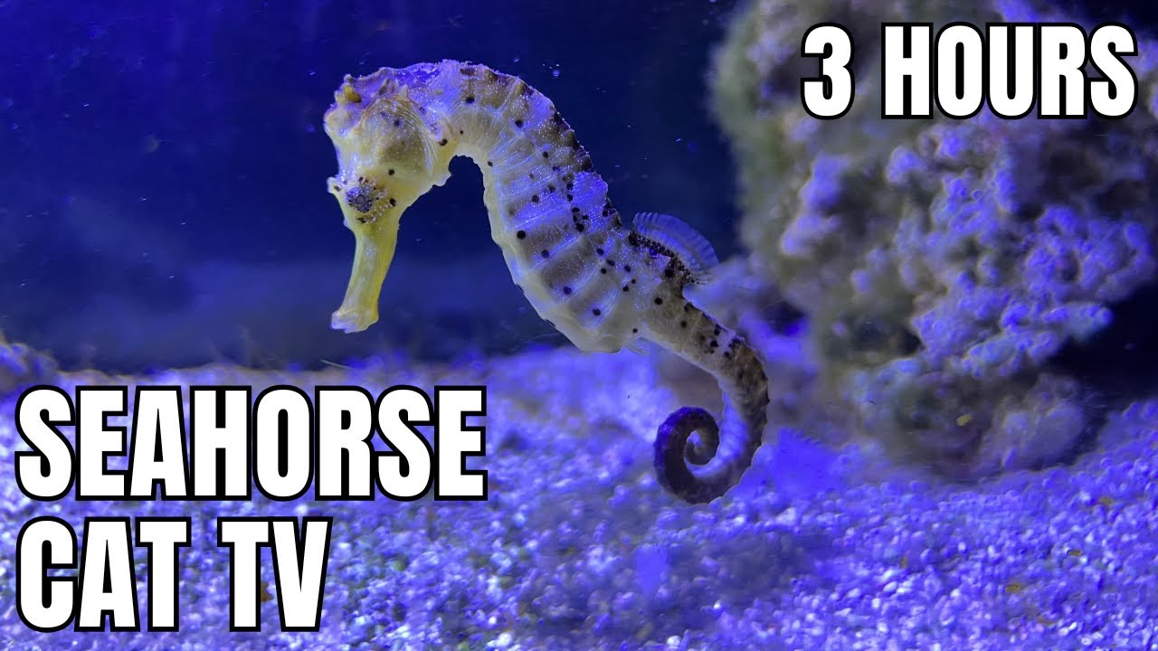 3 Hours of Seahorses 🐠 for Cats & Humans | Calm Underwater Sounds