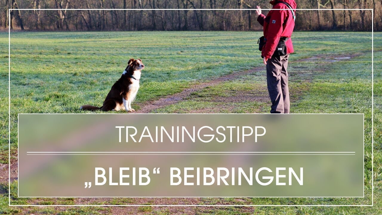 Hundetraining: Hund bleib beibringen | Hund lernt bleib auch mit Ablenkung