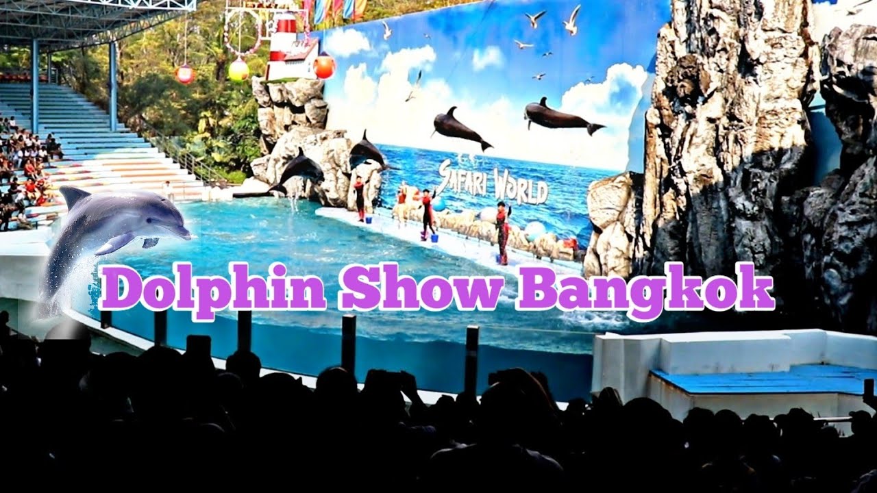 Dolphin Show Bangkok Thailand 🐬 Dolphin Stadium 🐬 Thailand Travel Series #1 || Thailand Tourism
