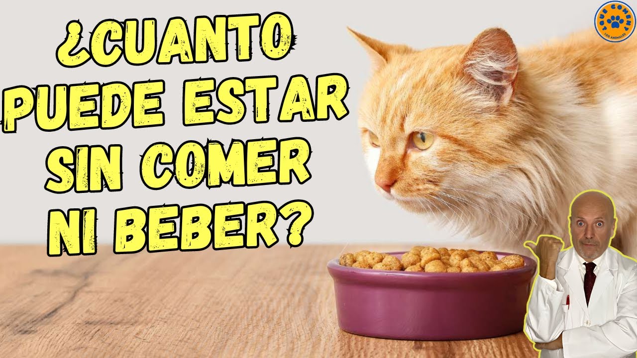 🆘 &iquest;CUANTO TIEMPO PUEDE ESTAR UN GATO SIN COMER NI BEBER? 🆘