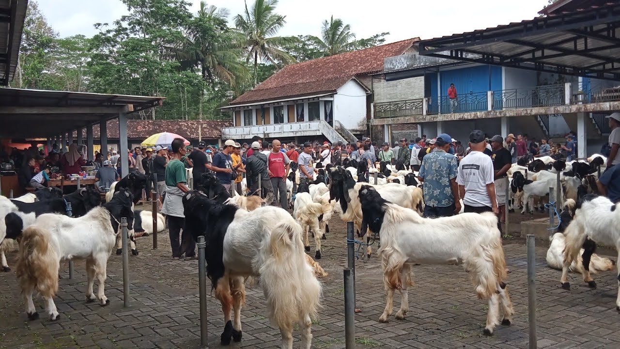 HARGA KAMBING DI PASAR HEWAN PANDANREJO KALIGESING #hargakambing 