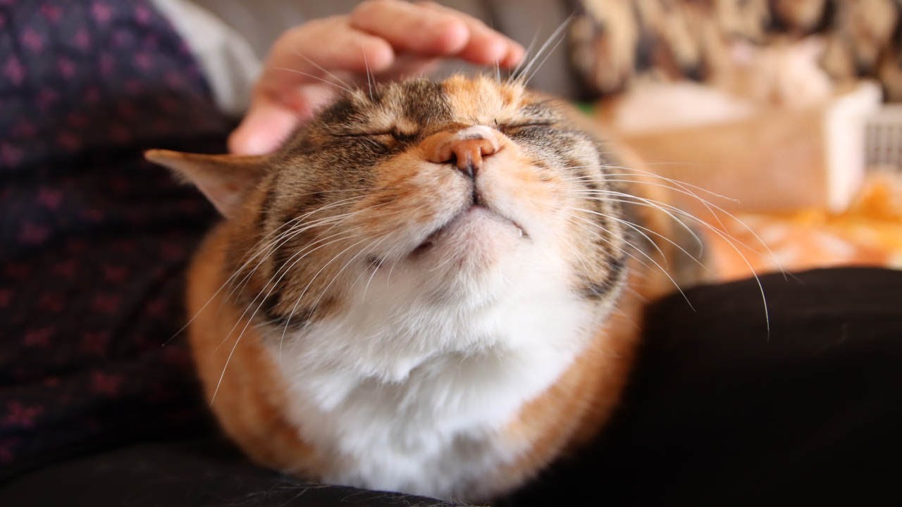 三毛子をなでなで　210309