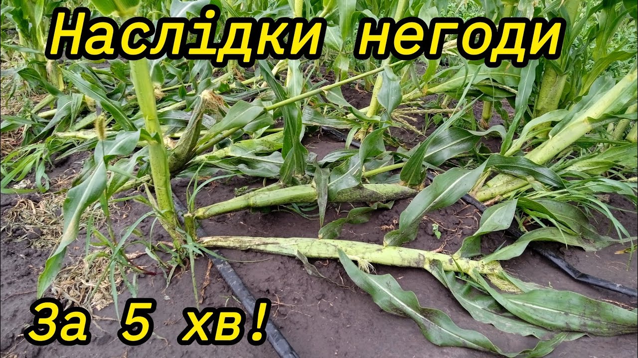 Наслідки негоди за 5 хв.