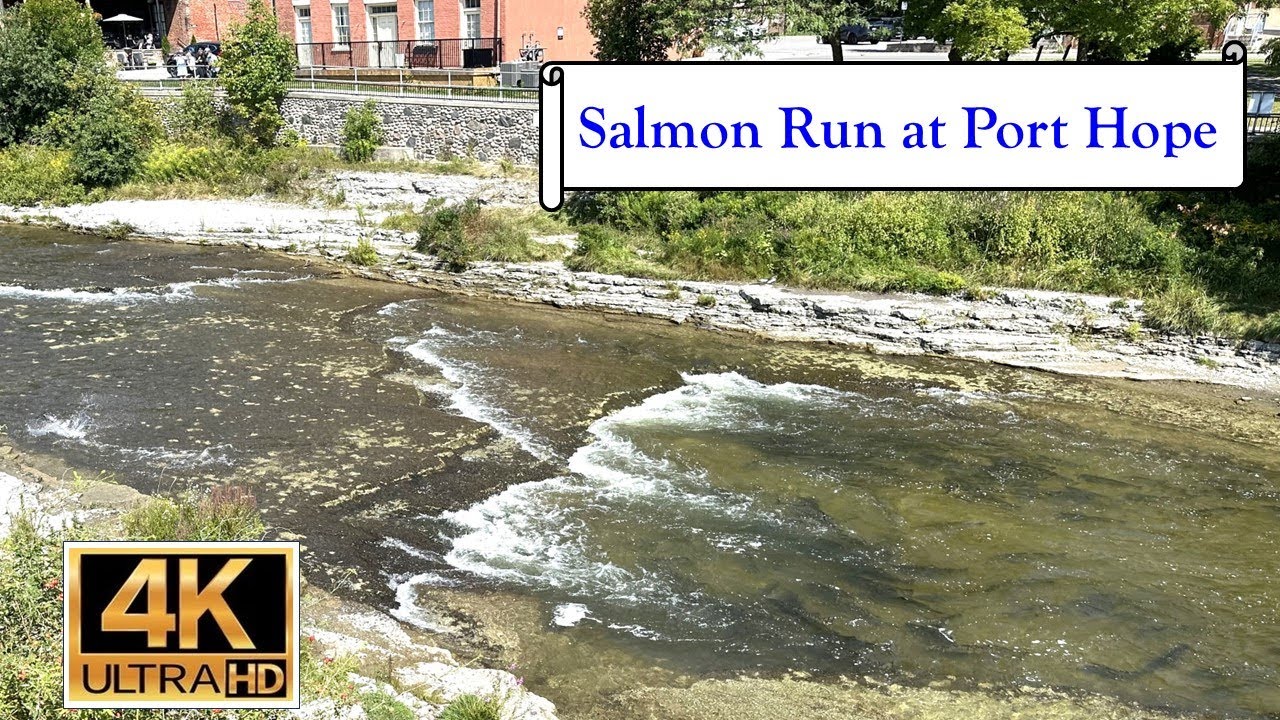 Salmon Run at Port Hope  - September 2, 2024 - 4K