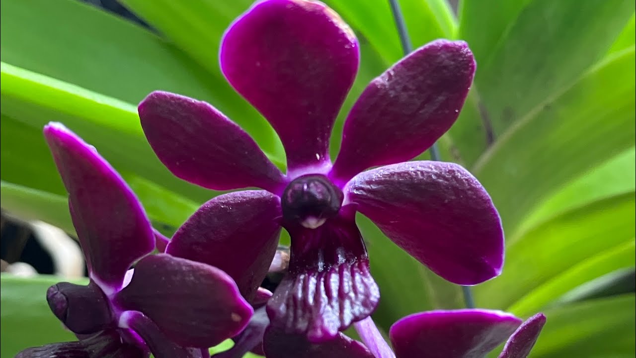 Orchids in Bloom February 2023