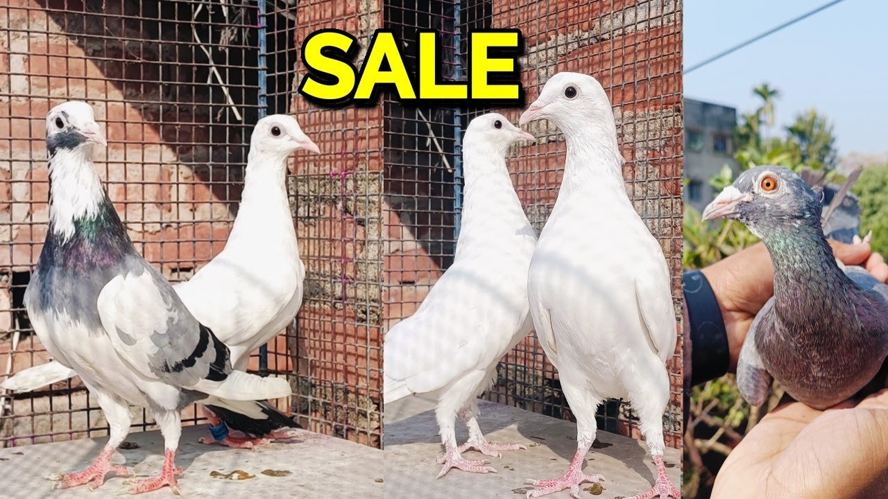 GOOD QUALITY ANDHRA MADRASI PIGEON FOR SALE