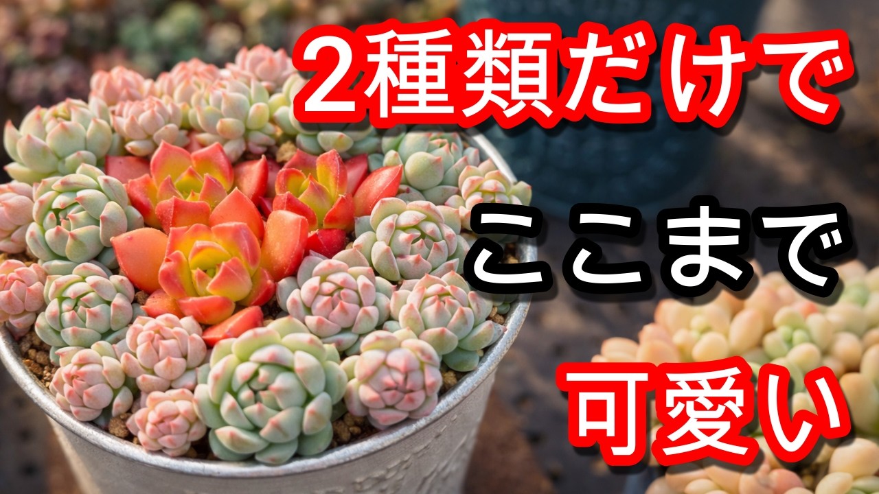 【多肉植物】【寄せ植え】もう迷わない。2苗だけで完成する神バランス寄せ植え