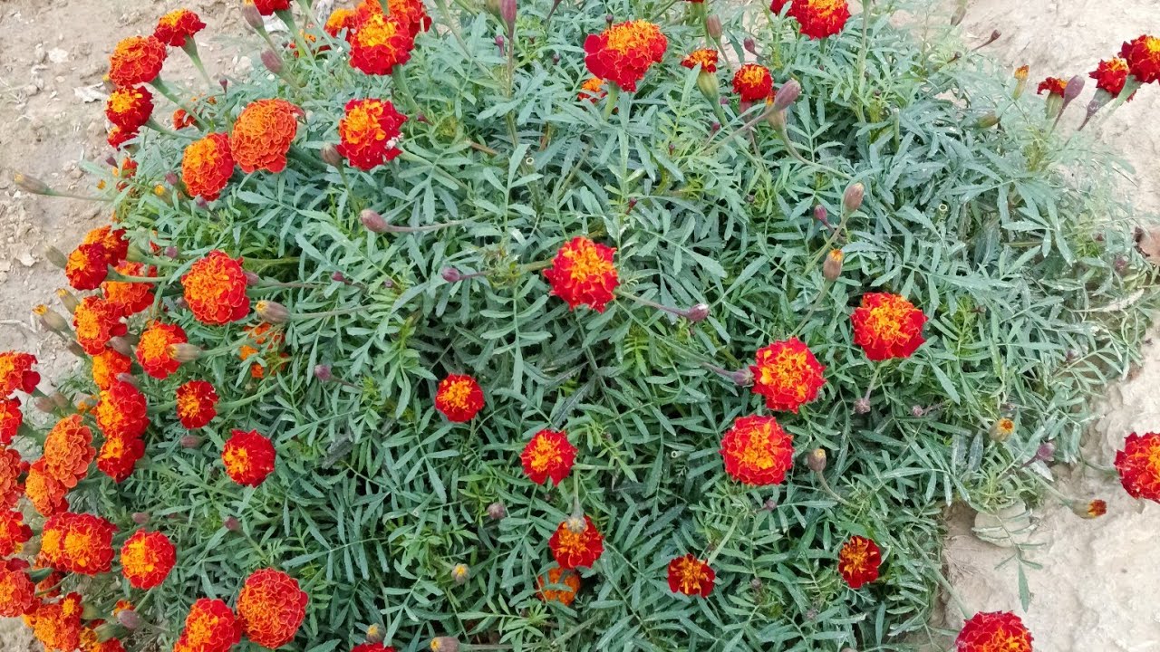 खेत की सब्जियां 