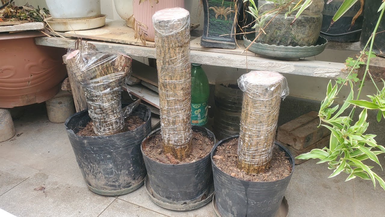 nhân giống cây thiết mộc lan bằng cành