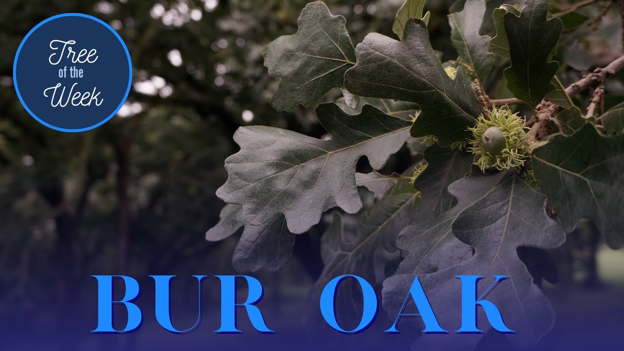 Tree of the Week: Bur Oak