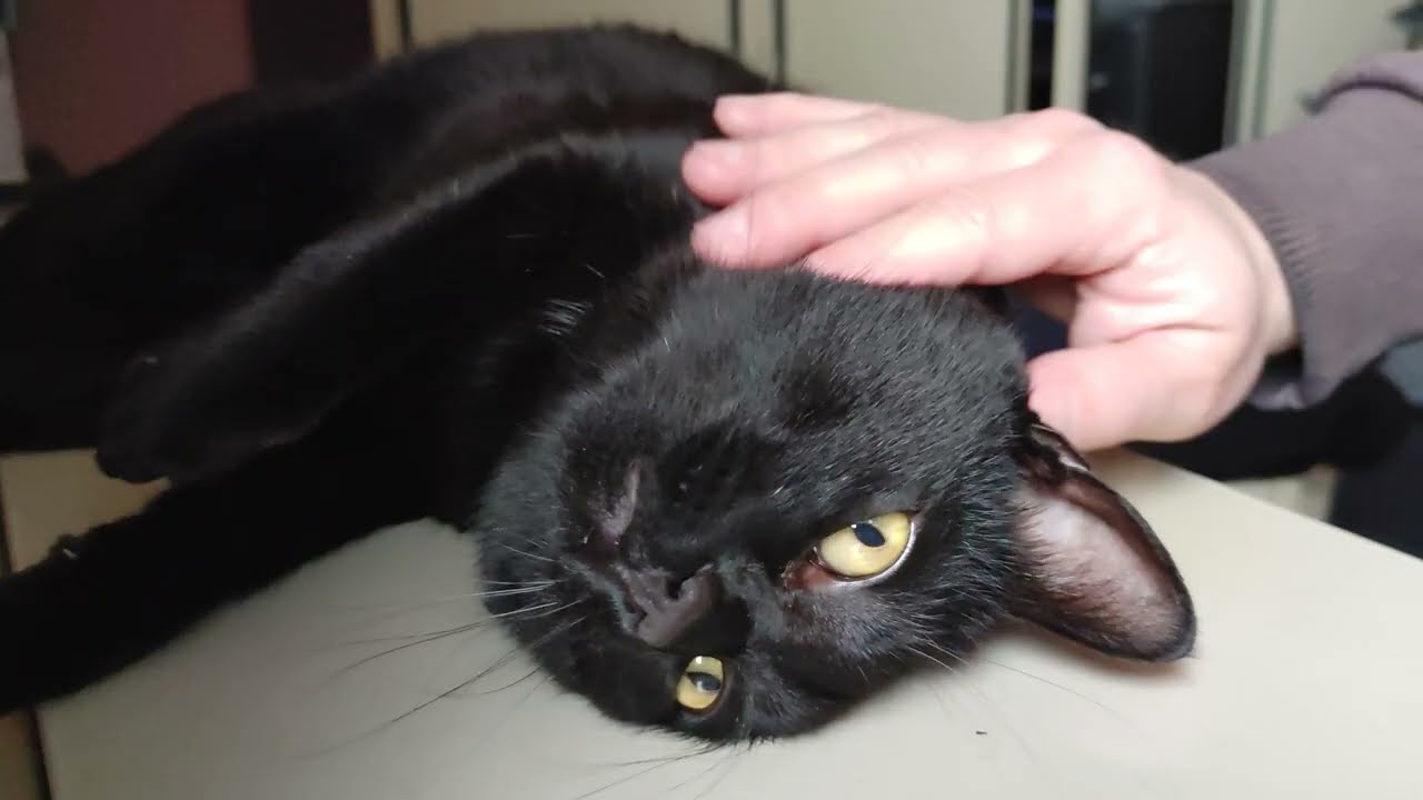 Cat Purring From Pure Pleasure