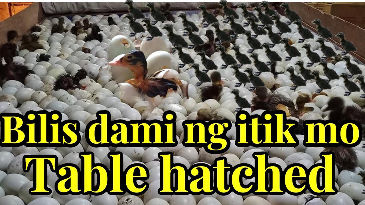 Table hatched  bilis dami ng itik mo / paraan ng pagparami ng itik / itik farming in the philippines