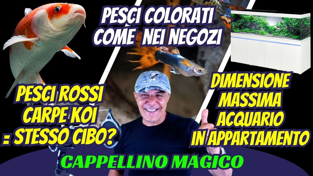🎩 Cibo uguale per koi e pesci rossi? Pesci come nei negozi? e Acquari pesanti in casa?