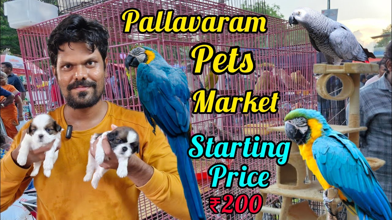 பல்லாவரம் சந்தை | Pallavaram friday pets Market | A to Z all Pets available on Pallavaram Market