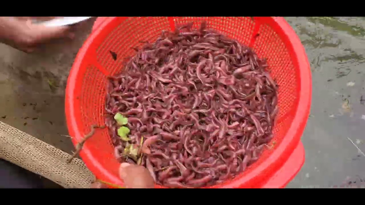 আমাদের পুকুরে শিং মাছের পোনা বেশি উৎপাদন হয় কেন।