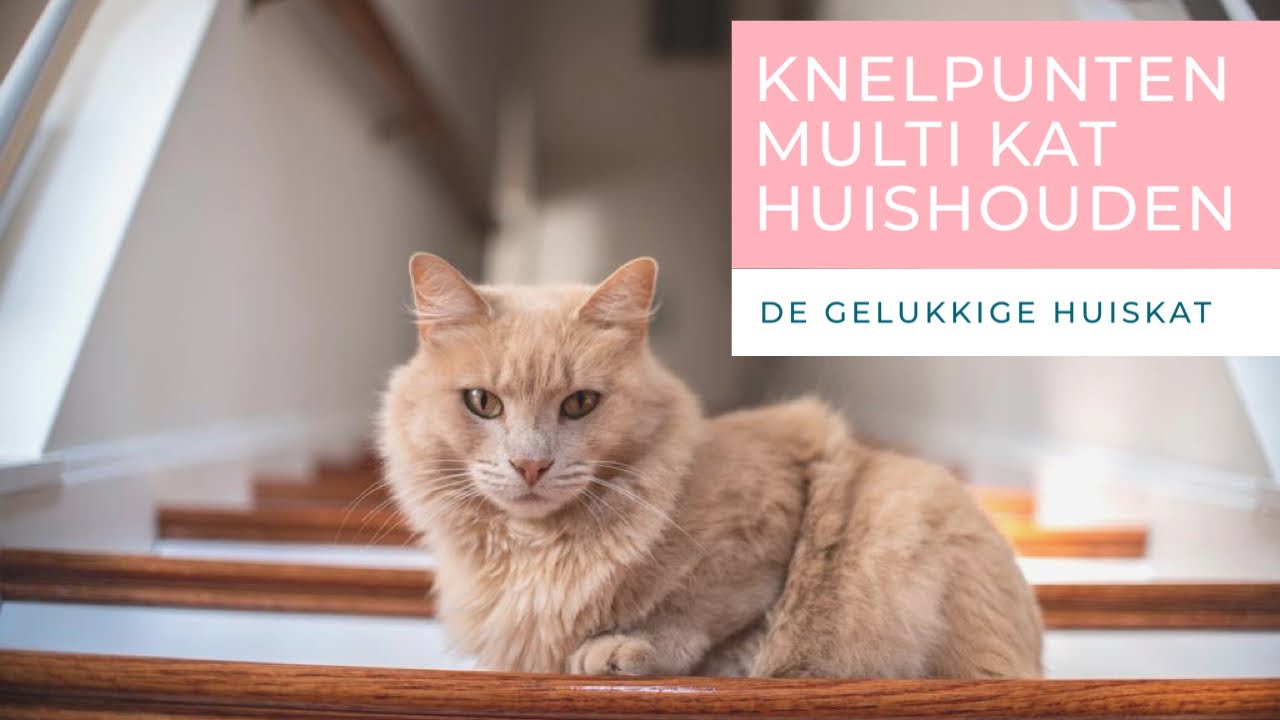 KNELPUNTEN IN EEN MULTI-KAT HUISHOUDEN - De gelukkige huiskat - Kattengedrag