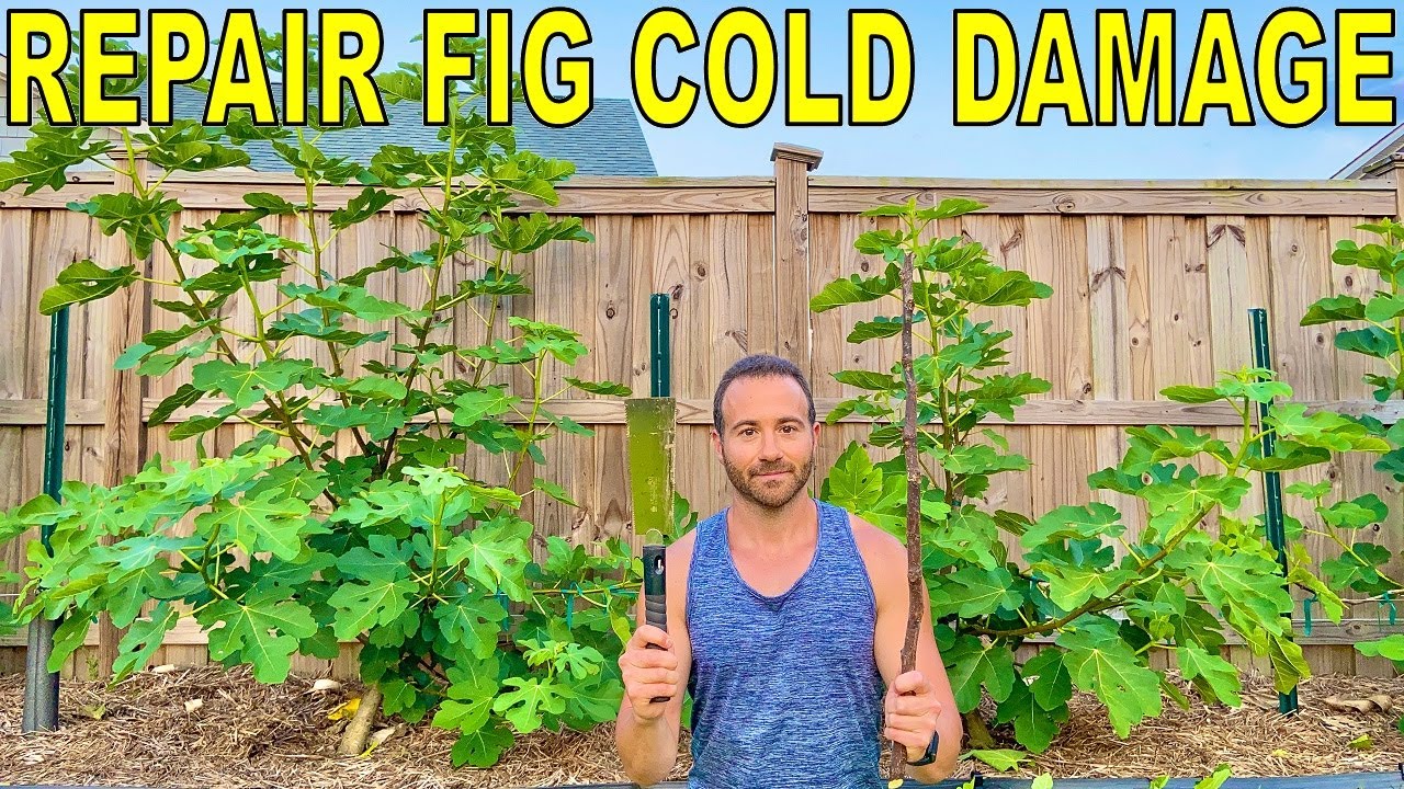 How To Prune Cold Damaged Fig Tree Espalier Cordons
