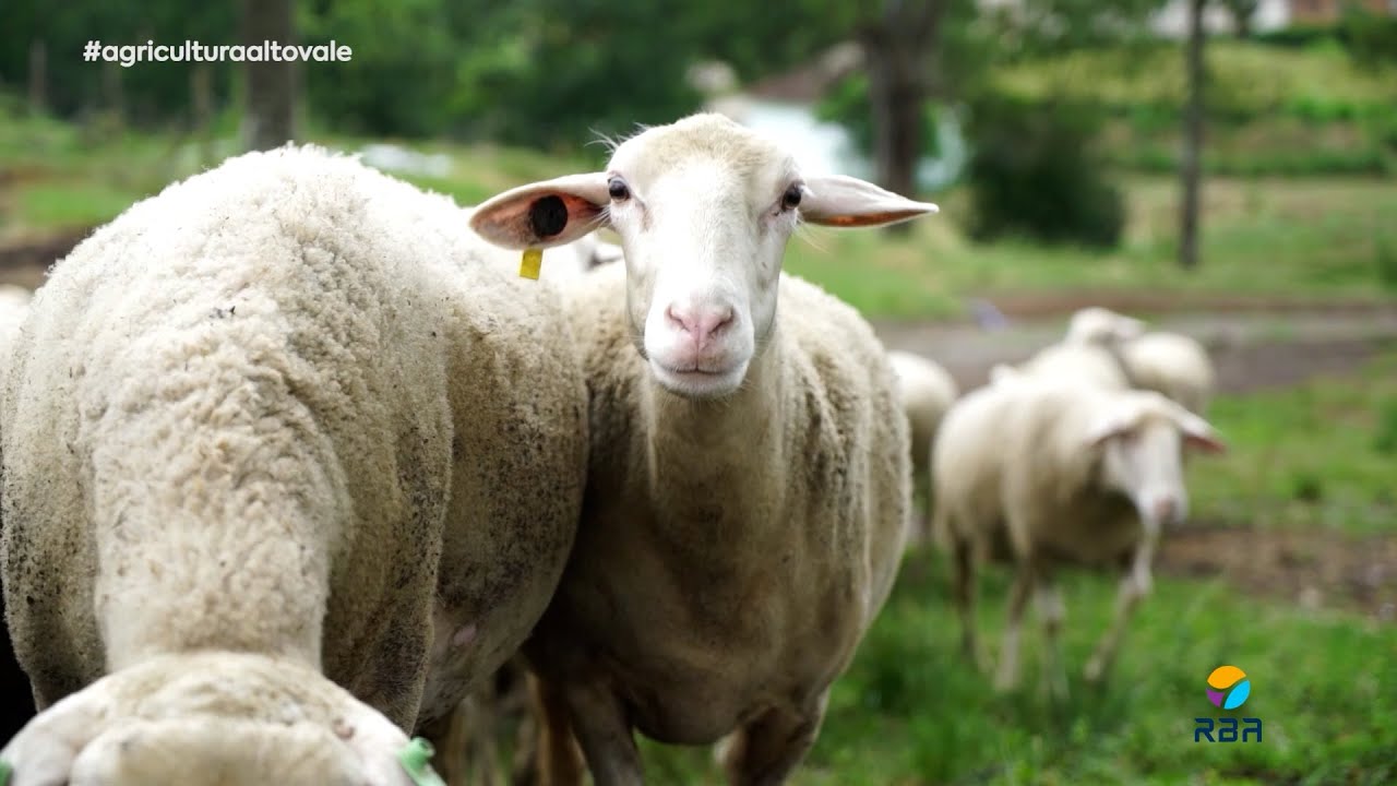 Leite de ovelha: propriedade gaúcha se destaca na produção com nutrição animal