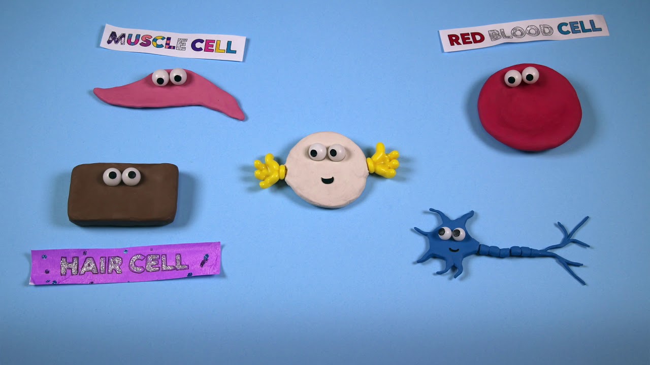 What are Stem Cells? An Introduction | Great Ormond Street Hospital Charity