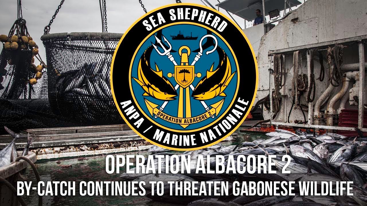 By-catch continues to threaten Gabonese wildlife