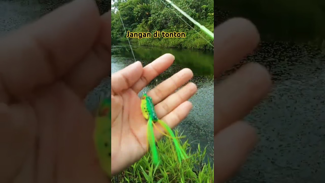 casting ikan gabus #mancing #fishing