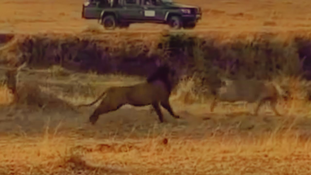 Salas Male Lion Olepolos Disciplining his Sub Adult Son Topi Male