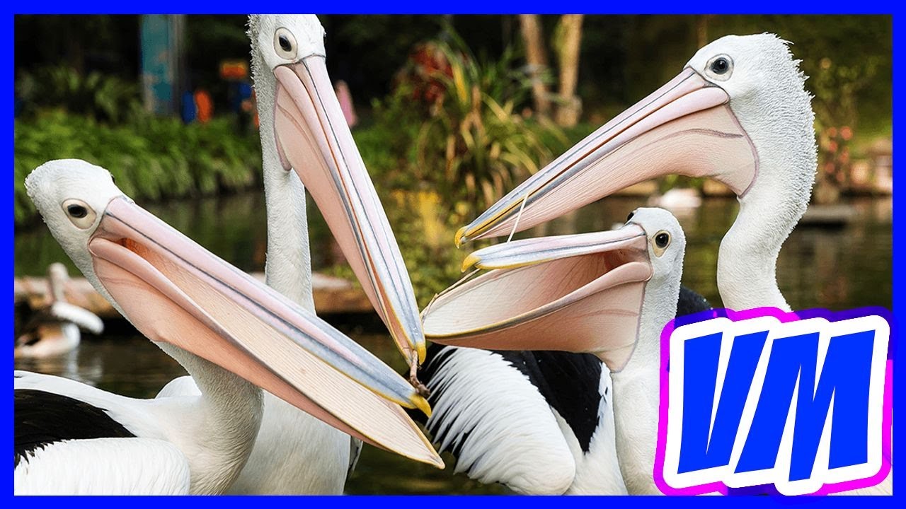 Documental Pelicanos│Pelicans│VETMED