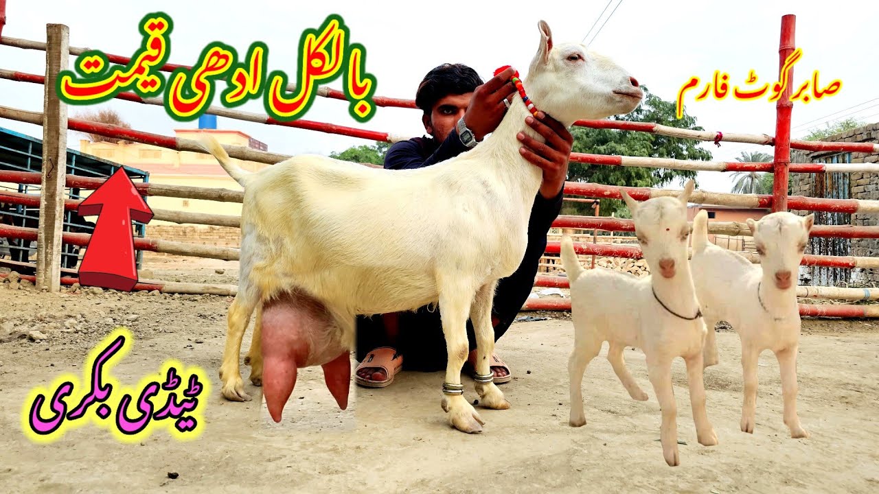 Teddy bakri ٹیڈی بکری teddy goats 03170267070 / 31 October 2023 / اصل ٹیڈی کی پہچان teddy 2023