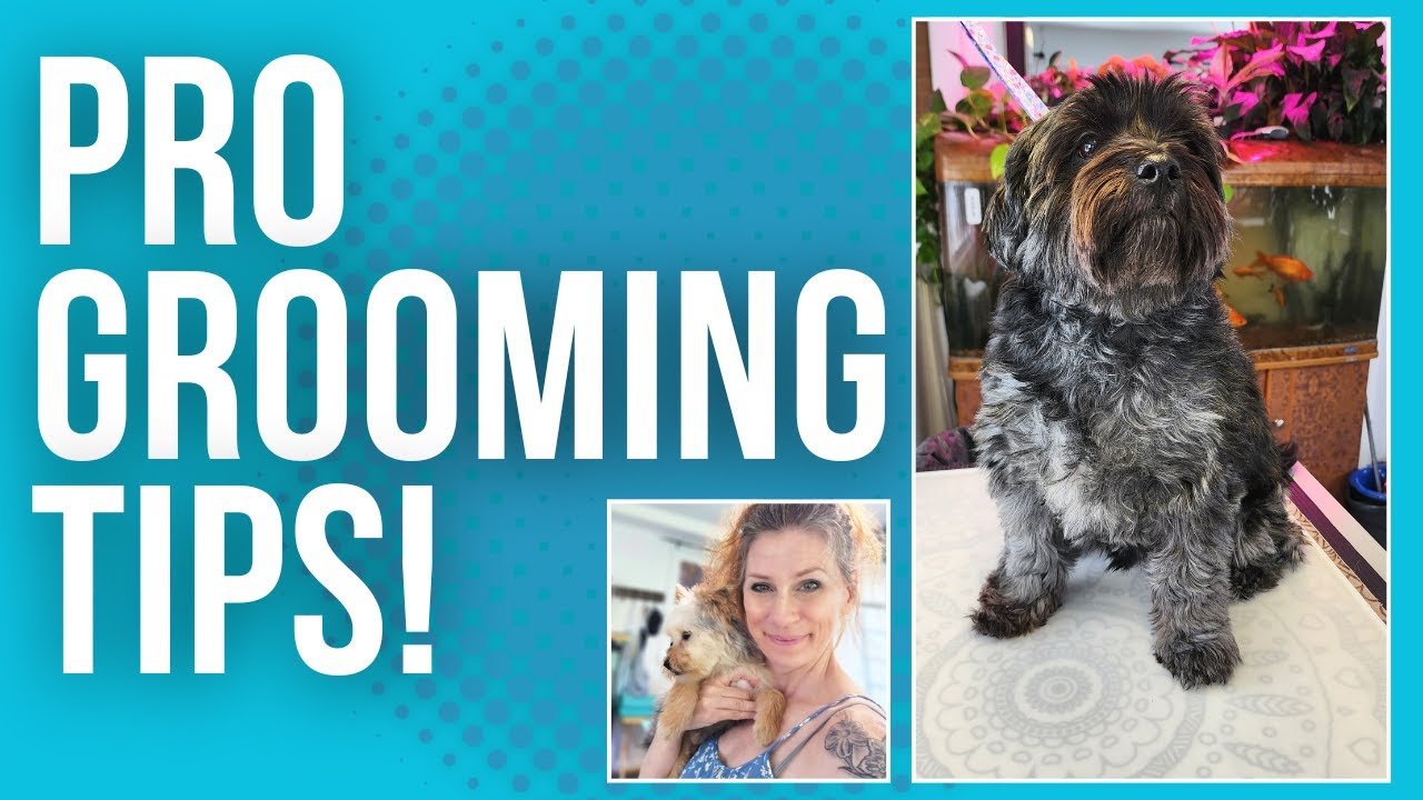 Dog Grooming Tips and Tricks That Make Grooming Easier