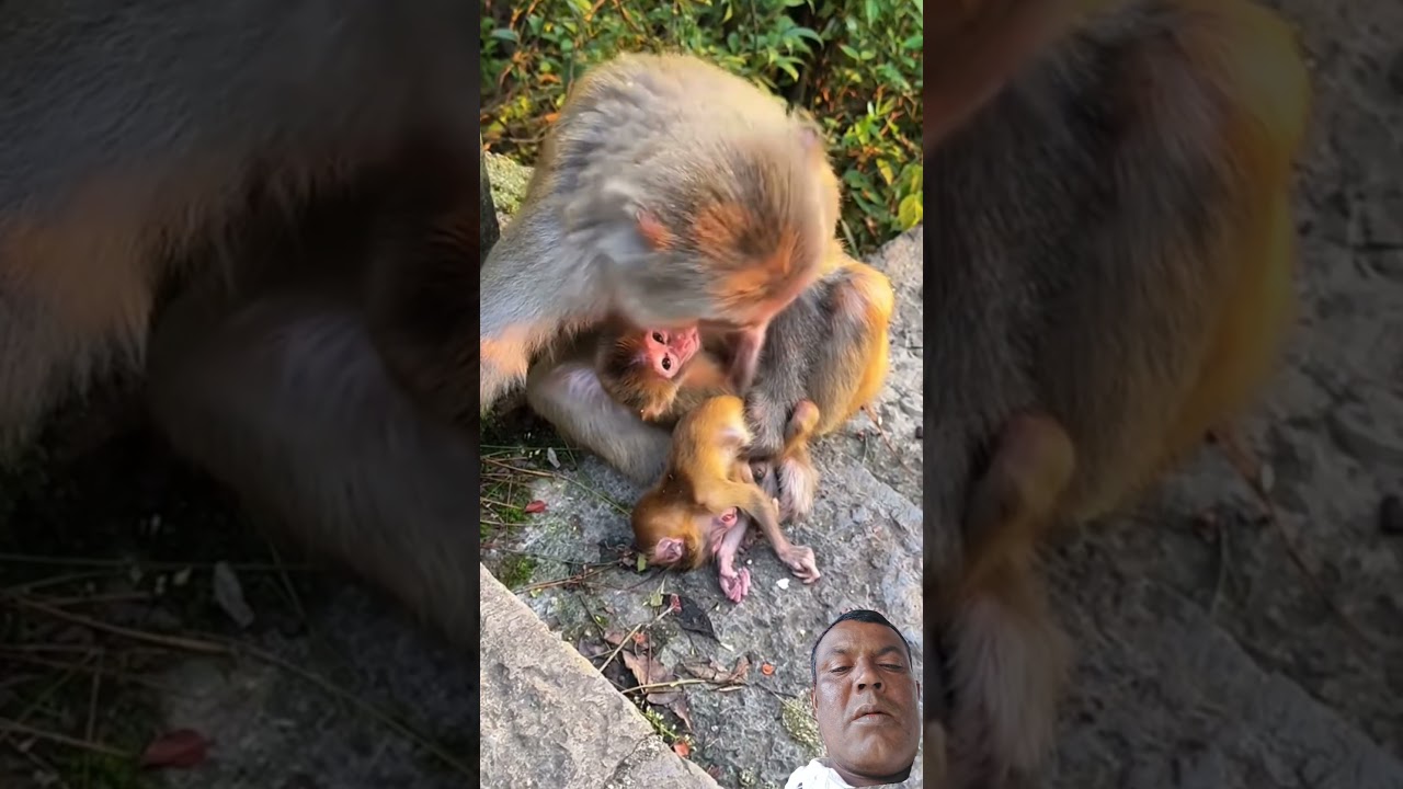 1 February 2026 good video title good monkey video good video hairstyle##