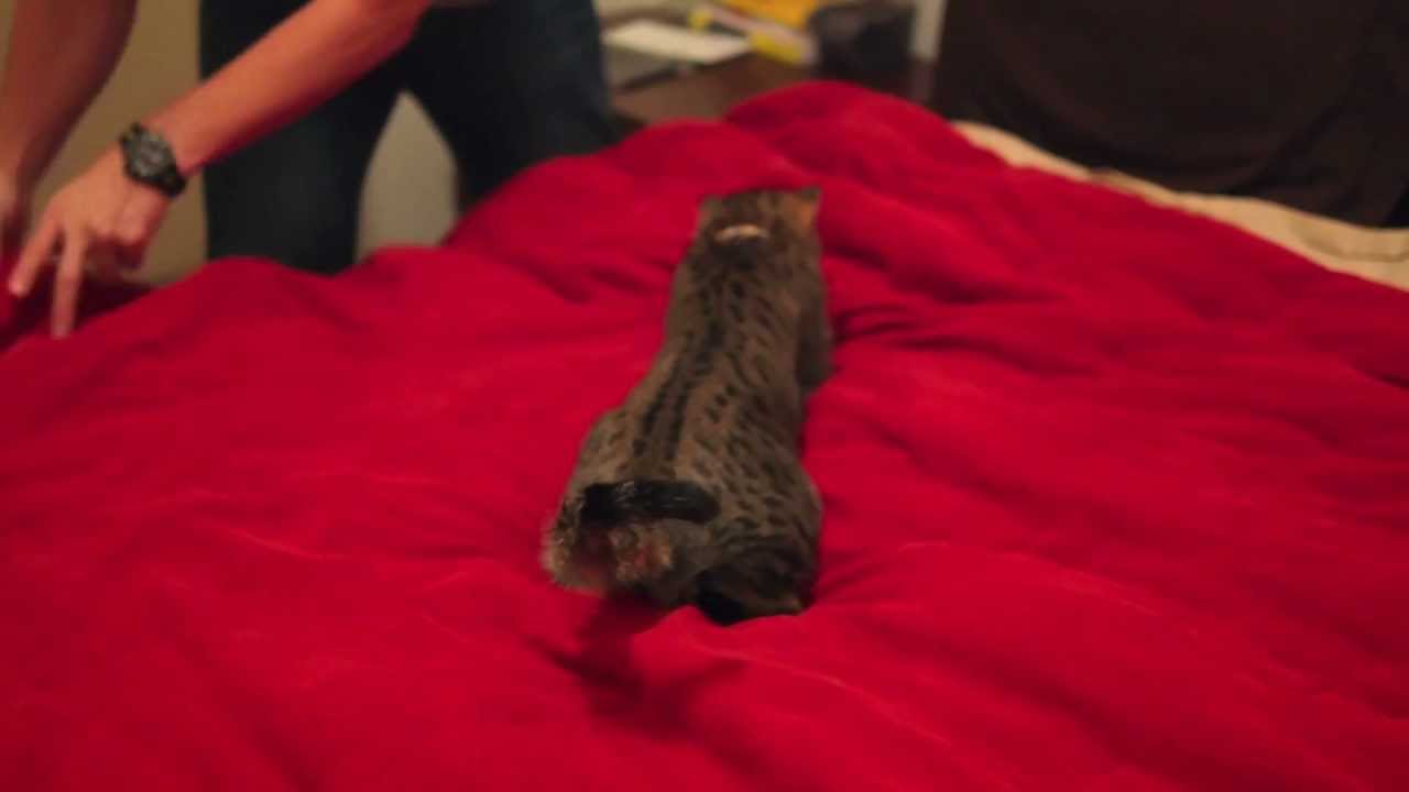 Oskar the Blind Cat Playing on the Bed