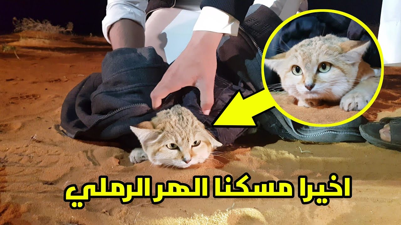 اخيرا مسكنا الهر الرملي الحمدلله