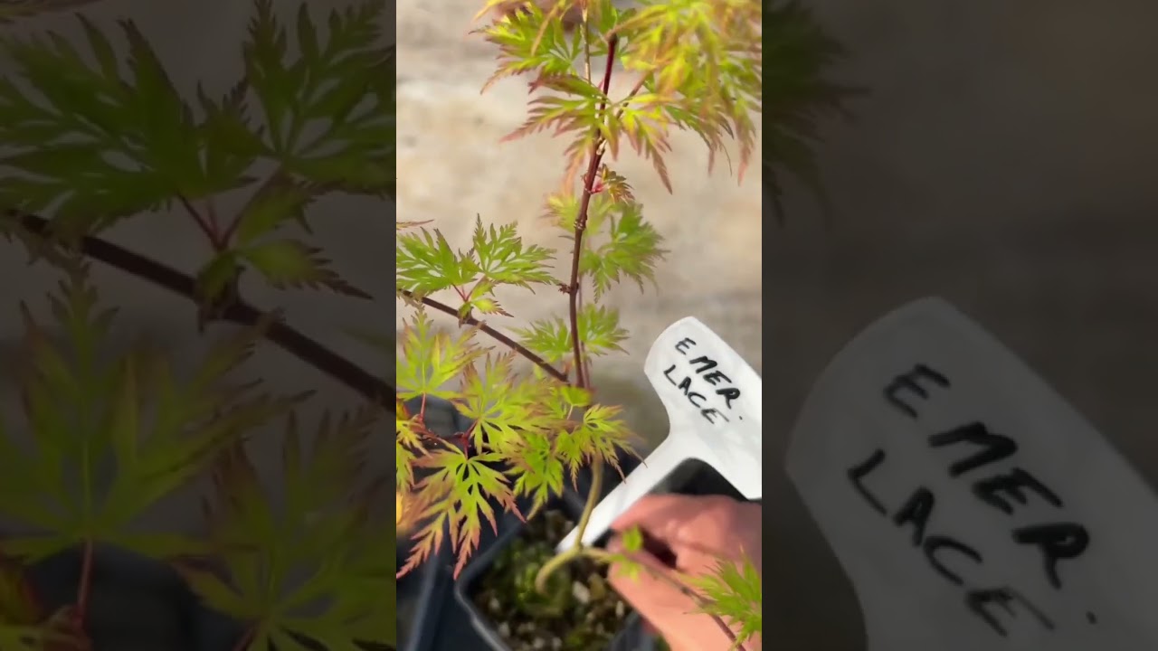 🌳PLANTONES DE ARCE PALMATUM EMERALD LACE🌳 WWW.BOHEBONSAI.COM