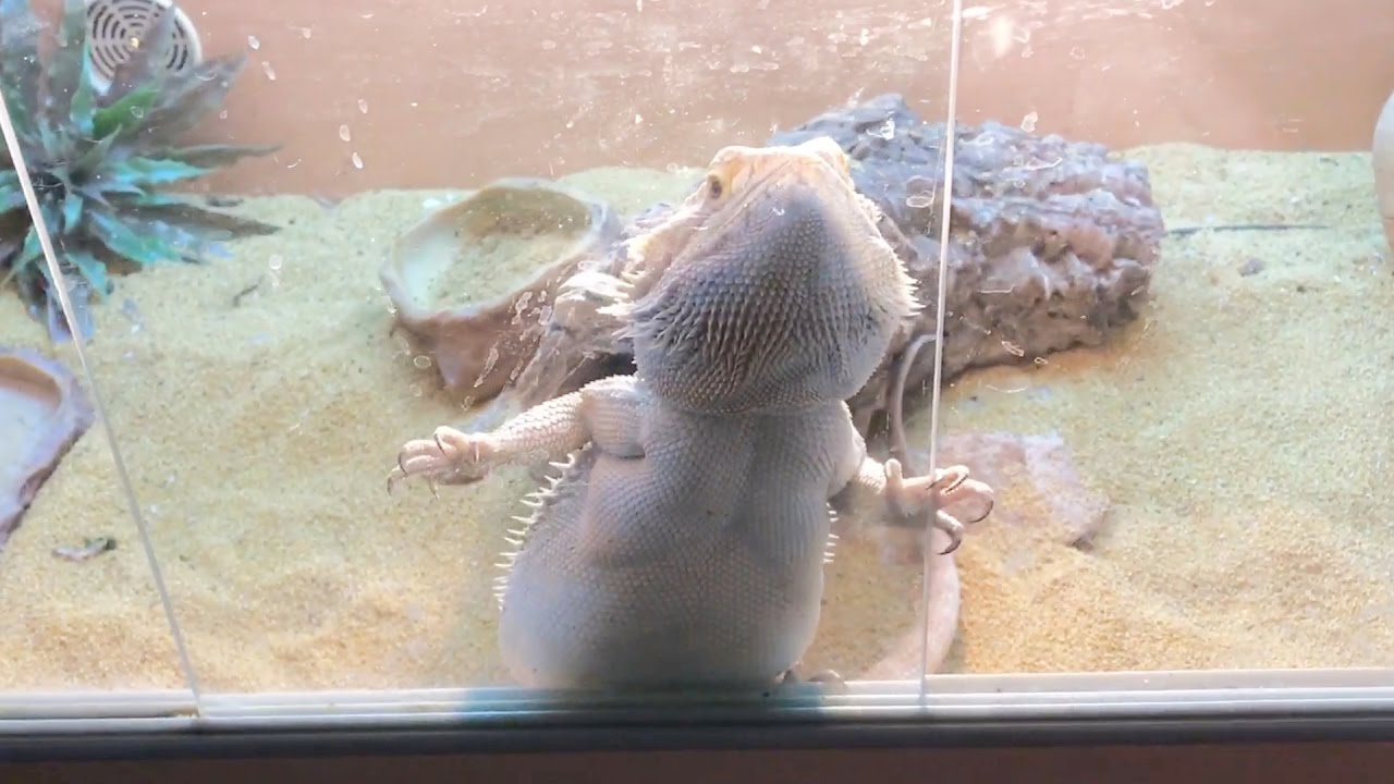 Steeve's fight for FREEDOM!