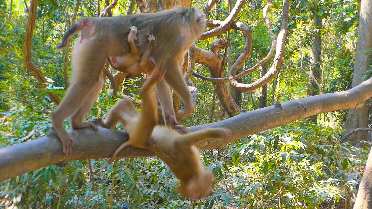 How Hilarious?? Libby carries Lily and moving to get her son Leo nearly drop down