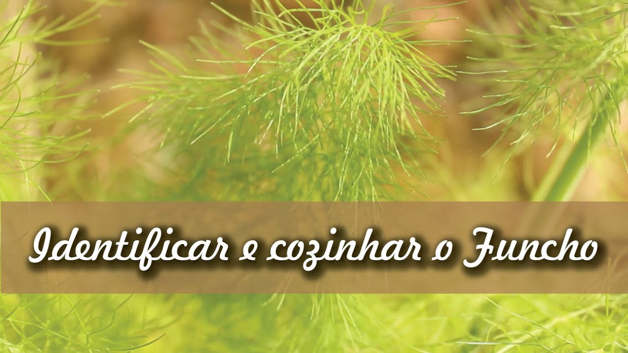 Como identificar e cozinhar o Funcho